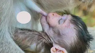 Too much hungry__ Bessie not wait try so fast to drink milk. So adorable baby.