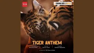 &lsquo;Tiger Anthem&rsquo; by The Times Of India