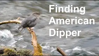 Finding Birds: American Dippers in the West