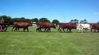Tomerong Bullock Team
