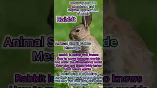 Rabbit Animal Spirit Guide