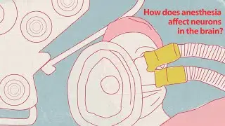 How does anesthesia affect neurons in the brain?