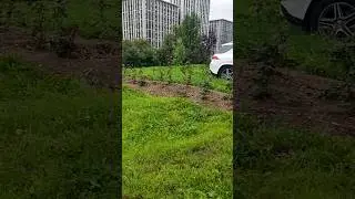 Посадили розы напротив ЖК Легаси. Раменский бульвар. 23 августа 2025 года.Суббота. Москва. Раменки.