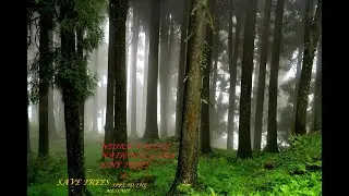Megalithic Pine trees at Lava....so mesmerizing