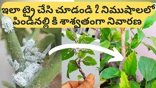 పిండినల్లి ఎంత ఎక్కువ ఉన్నా రెండే నిమిషాలలో  అంతం చేద్దాం | Zero Cost Home made Pesticide #mealybugs