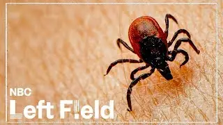 Lyme Disease: Is The Tick-Borne Illness Even Real?