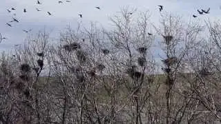 Colonia de ciori de semanatura, Corvus frugilegus, Rooks