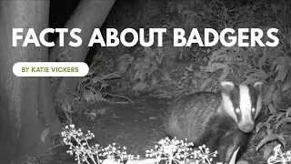 Facts about Badgers