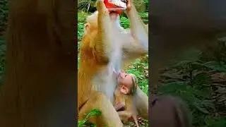 Rare Footage Of Monkey Family Bonding IN Natural Habitat! #cutemonkey #animals #cute #funny