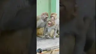 Happy Animals 24hr is Live! 🐒 Watch Monkeys in Action!