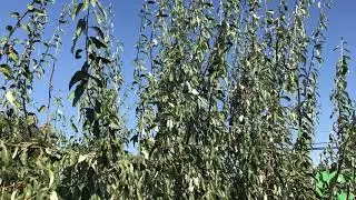 Elaeagnus orientalis джида дерево и фрукты The tree and fruits in Russian