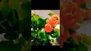 #KALANŞO BİTKİSİNİN &Uuml;RETİM YOLLARI NELER?#KALANCHOE NE ZAMAN DİKİLİR? YAPRAKTAN SUDA NASIL K&Ouml;KLENİR?