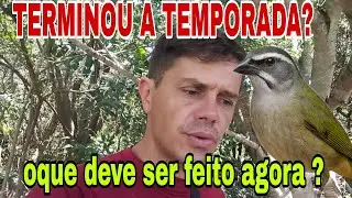 Quando termina a temporada de trinca ferro 