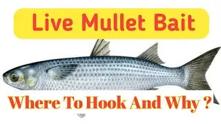 Live Mullet Bait Presentation @VIZAGFISH #VizagFishAnglers