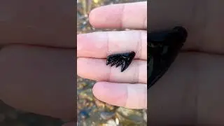 Rare species of ancient shark teeth found on beach in Virginia! Cow Shark by @vafossils (Instagram)