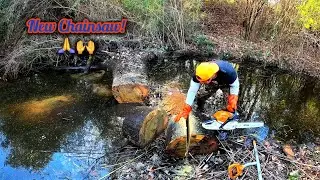 Beaver Dam Removal! || Cutting Beavers Secret Weapon With The New Stihl 261C! #beaverdam 