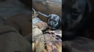 please help my rescues through donating