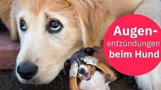 Augenentzündung bei Hunden: Vorbeugen, im Notfall helfen & viele Tipps von Dr. Frano