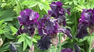 Schreiner's Dwarf Iris