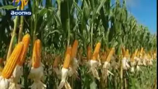 Cabinet May Hike Kharif Pulses MSP by up to Rs 600/qt