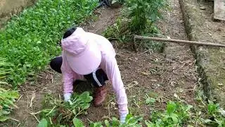 客家农村生活 - 自家地里的小辣椒，韭菜和菜心... 再种上藠头。