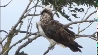 Osprey, Flask lake Nosterfield
