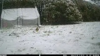 Leucistic Chaffinch caught on camera.