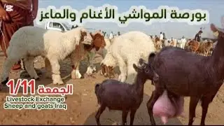 الجمعة 1/11/2024 بورصة أسعار المواشي العراق الأغنام والماعز بأنواعها المختلفة البصرة