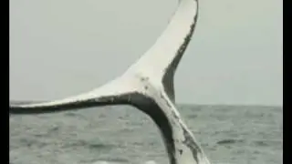 Humpback Whales - Ecuador
