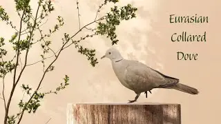 Eurasian Collared Dove | Birds in Urban Areas 