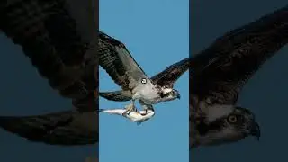 epic showdown bird speed vs mammal strength #BirdVsMammal #SpeedVsStrength #BattleCommentary