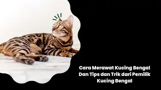 Cara Merawat Kucing Bengal Dan Tips dan Trik dari Pemilik Kucing Bengal!!!