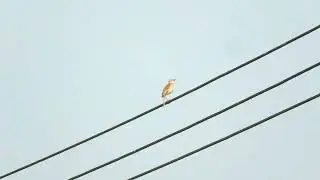 Striated Grassbird (Megalurus palustris) singing on a wire at Tempasuk Plain in Northern Borneo