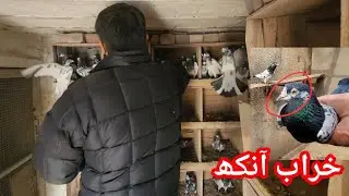 Pigeon Eye Problem & Treatment | Ch Sakhi Muhammad Bhatti Pigeons