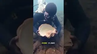 Fun facts of clams  #funnyvideo #animals