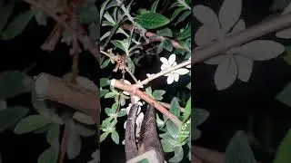 Night-time Gardening ASMR Pruning Budleia Cutting Sounds! #ASMR #Triggers #Relax #Sleep