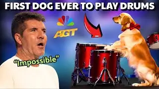 Simon Can&rsquo;t Believe It: Dog&rsquo;s Incredible Drumming Act on AGT