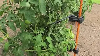 Lifetime Warranty tomato cage 