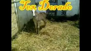 Tex Dorado puledro haflinger 2013.avi
