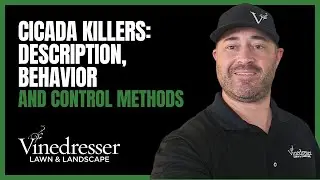 Understanding Cicada Killers: Description, Behavior, and Control Methods
