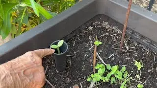 Keter Easy Grow 31.7 Gallon Garden Bed - HONEST Review