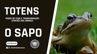 Totem do sapo -  O que ele nos transmite?
