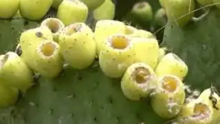 صناعة التين الشوكي وفوائده