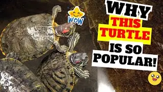 The Shocking Truth About Red-Eared Sliders You Need to Know
