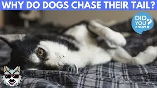 Why Do Dogs Chase Their Tails?