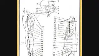 STOMACH FRONT MU BACK SHU XI CLEFT SHU STREAM YUAN HE SEA, audio only