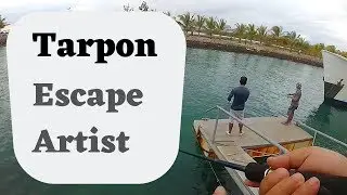 Tarpon Series - Missed strikes and Unhooks on size 6 hook in Porter Marina