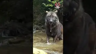 EL LOBO CANADIENSE EL M&Aacute;S GRANDE DEL MUNDO #shorts #video