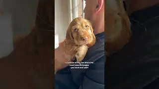 The most beautiful puppy I&rsquo;ve ever seen!!! 🥹 #puppy #dog #cockerspaniel #cutepuppy