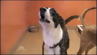 Life's Ruff NBC/Kickstarter Clip